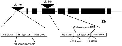 Fig 1.