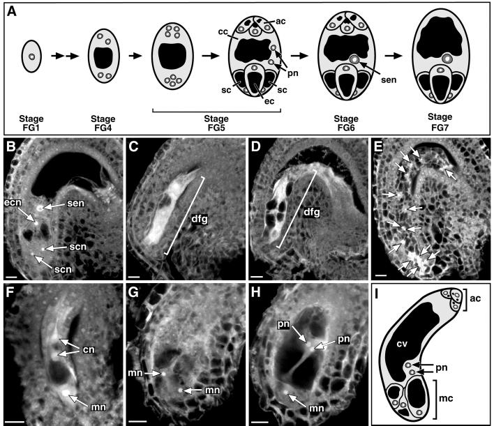 Fig 2.