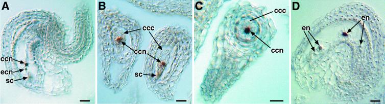 Fig 3.