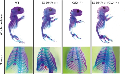 FIGURE 3.