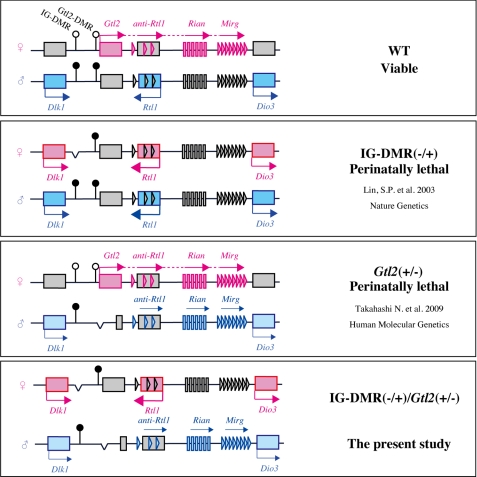 FIGURE 1.