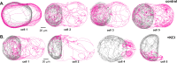Figure 7—figure supplement 1.
