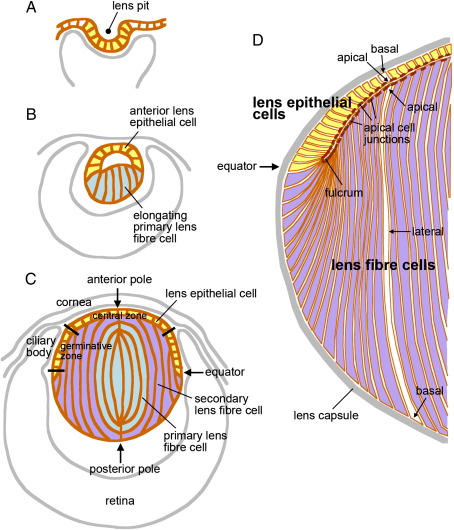 Fig. S1