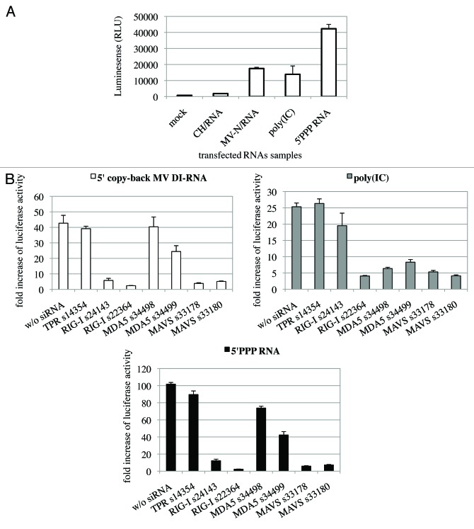 graphic file with name rna-10-943-g5.jpg