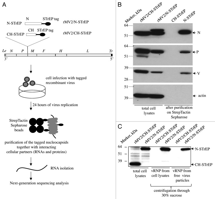 graphic file with name rna-10-943-g1.jpg