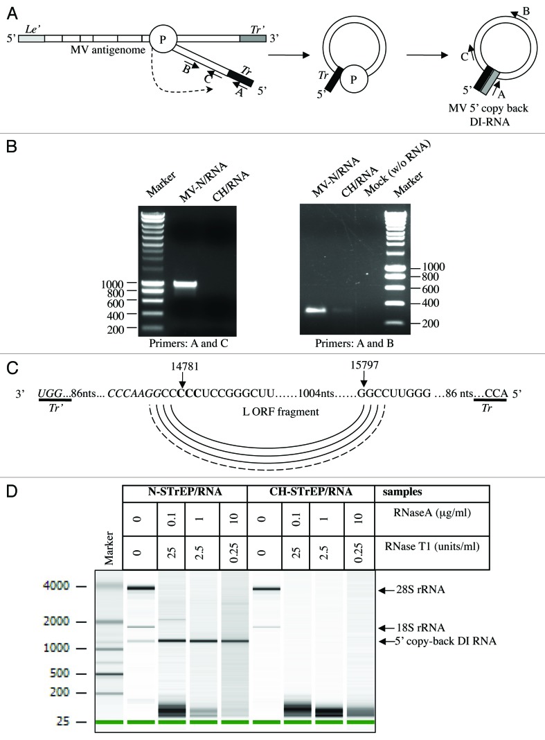 graphic file with name rna-10-943-g3.jpg