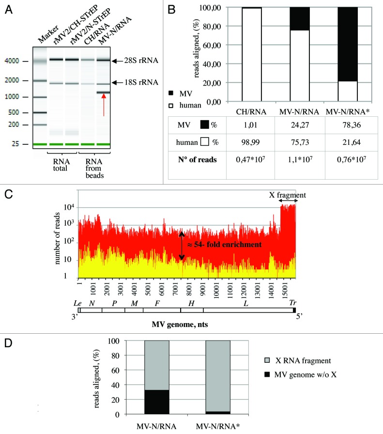 graphic file with name rna-10-943-g2.jpg