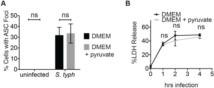 Figure 9—figure supplement 2.