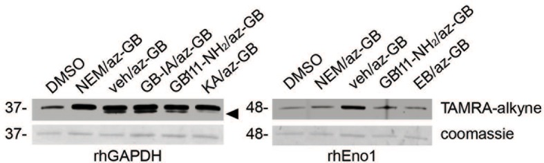 Figure 4—figure supplement 1.