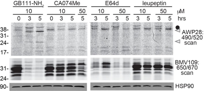 Figure 3—figure supplement 1.