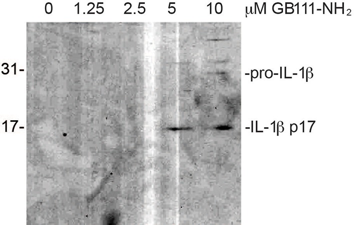 Figure 1—figure supplement 1.