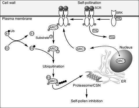 Figure 7.