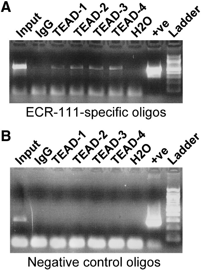 Fig. 6