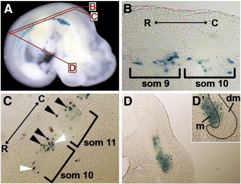 Fig. 2