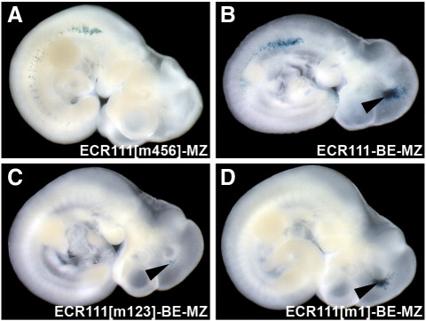 Fig. 4