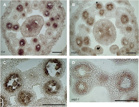 Figure 7.