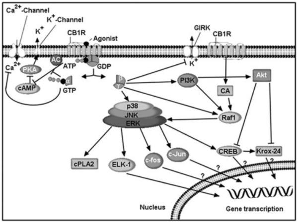 Fig. (3)