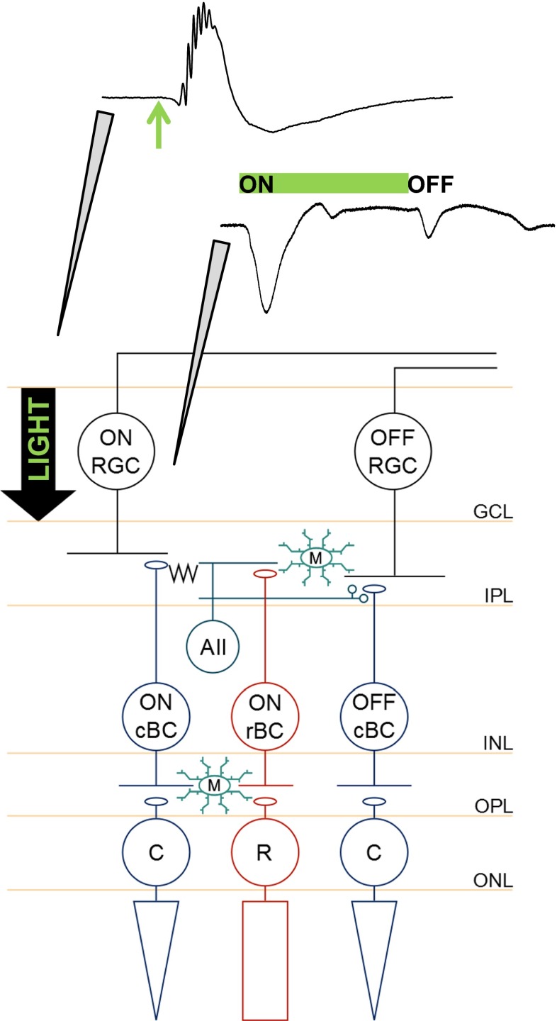 Fig. 1