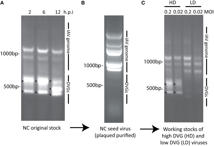 Figure 6