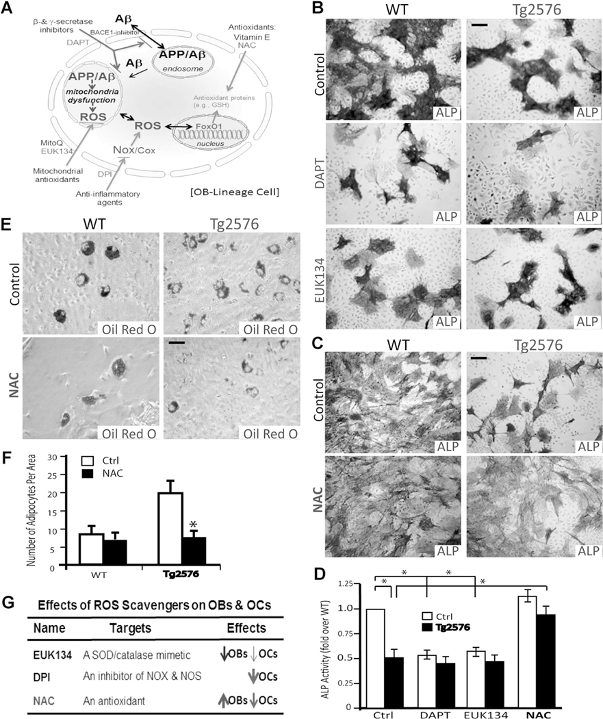 Fig. 8.