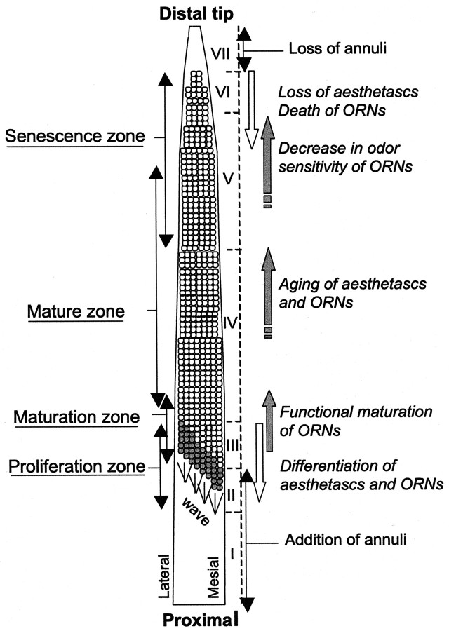 Fig. 12.