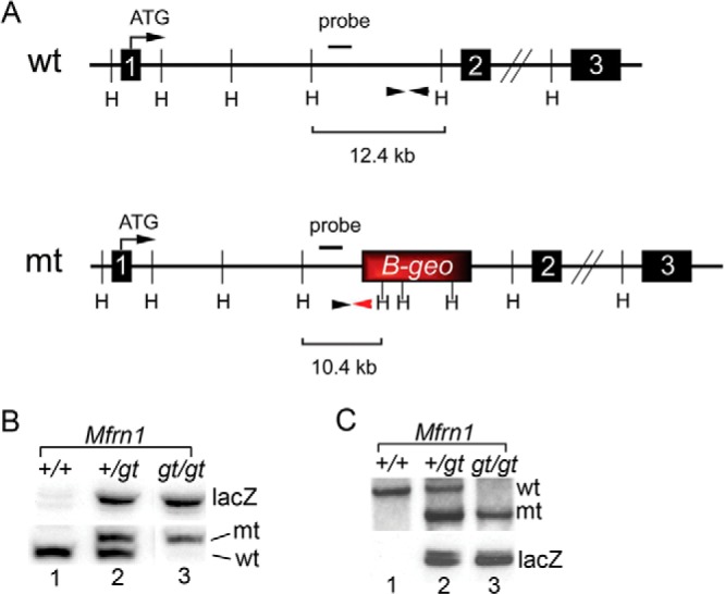 FIGURE 1.