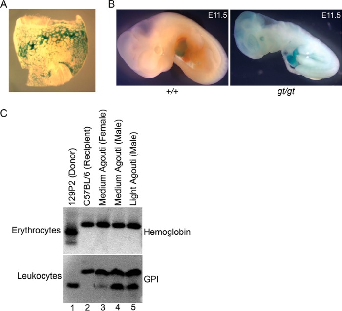 FIGURE 3.