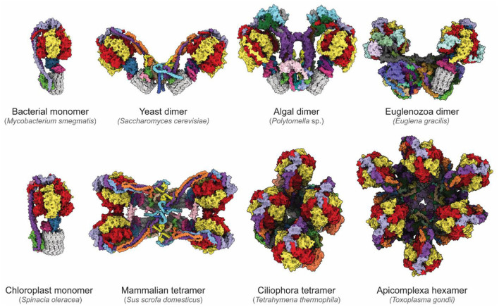 Figure 4