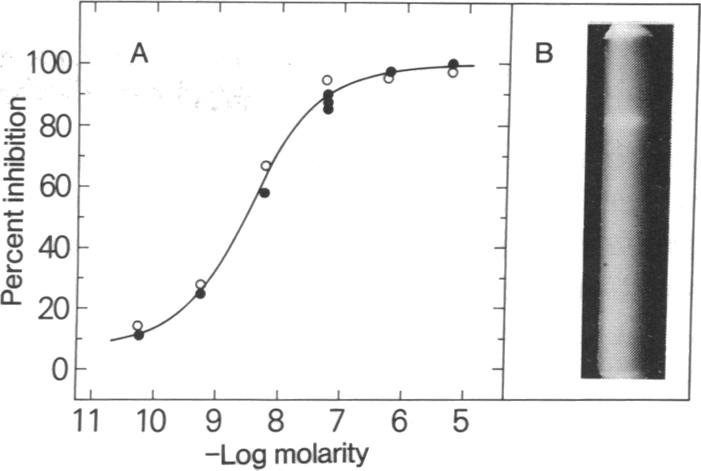 graphic file with name pnas00025-0101-b.jpg