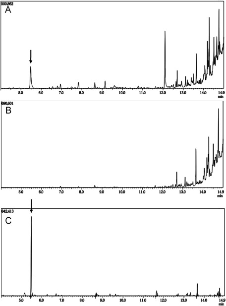 Figure 3. Ethyl-3HB was detected only in the ABC-ox grown on 1% sucrose medium. (A) Gas chromatography chart of ABC-ox grown on medium with 1% sucrose. (B) Gas chromatography chart of ABC-ox grown on medium without sucrose. (C) Gas chromatography chart of the purified 3HB (0.01 mg/ml) used as a standard. The arrow indicates an ethyl-3HB peak.