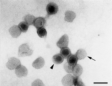FIG. 5.