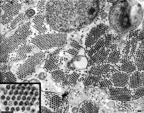 FIG. 10.