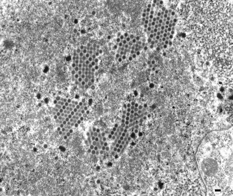 FIG. 9.