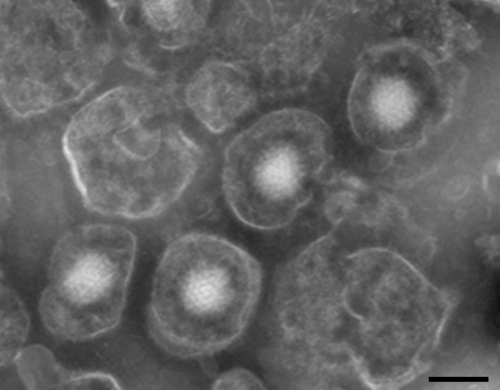 FIG. 6.