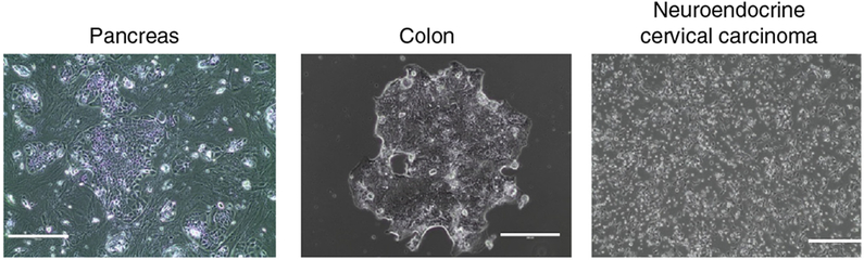 Figure 4 |