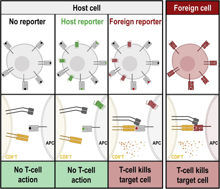 Figure 4