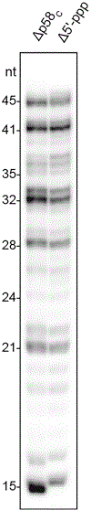 Extended Data Fig. 7|