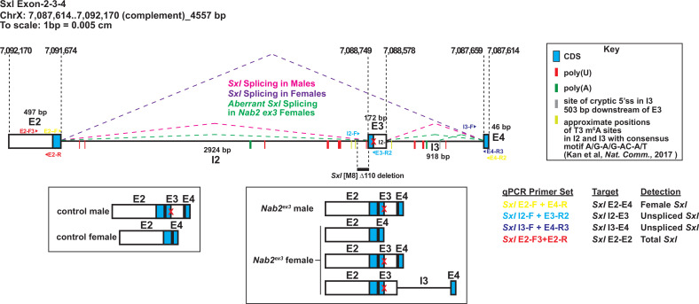 Figure 6—figure supplement 1.