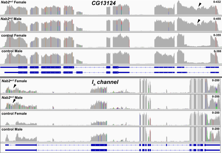 Figure 3—figure supplement 1.