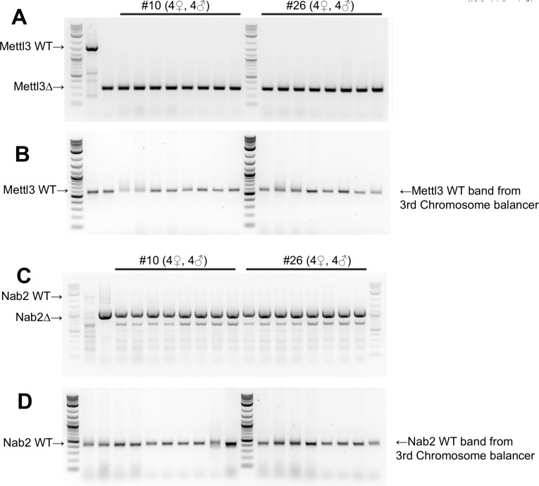 Figure 5—figure supplement 1.