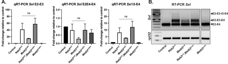 Figure 6—figure supplement 3.