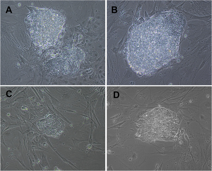 Fig. 2