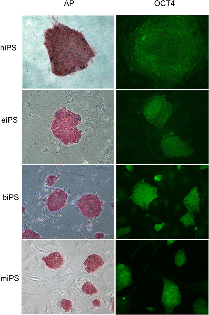 Fig. 4