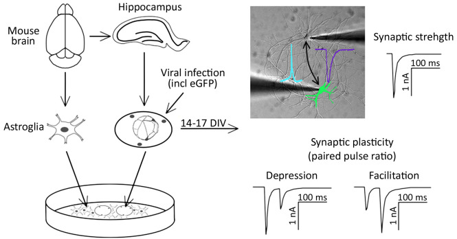 graphic file with name BioProtoc-13-14-4761-ga001.jpg