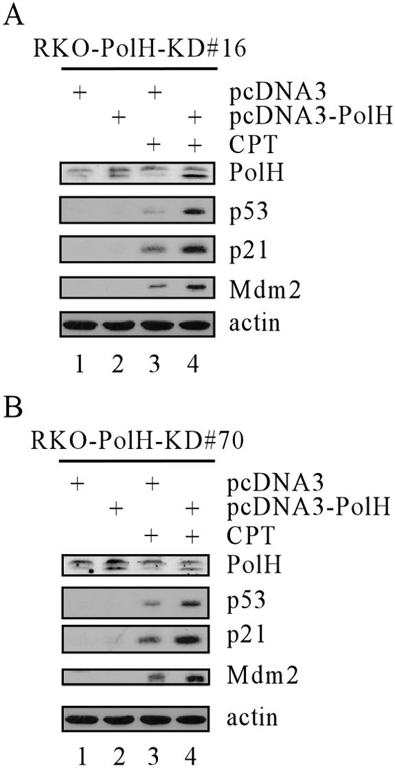 FIG. 5.