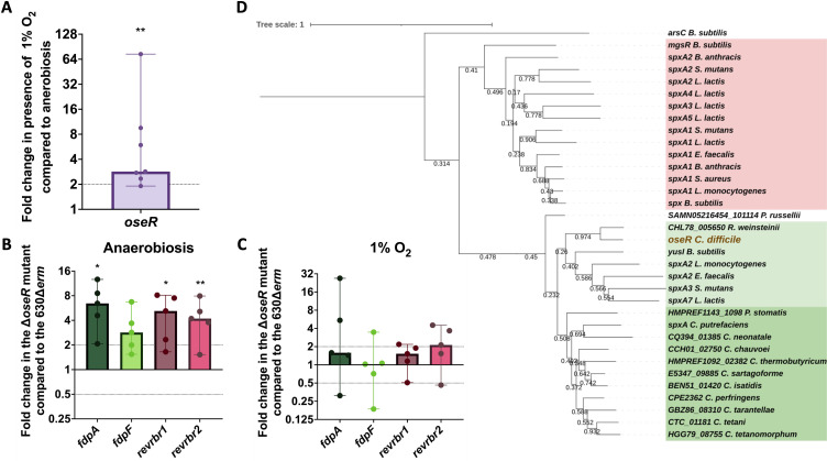 Graphs feature the effect of OseR deletion on the expression of fdpA, fdpF, revrbr1, and 2 genes in C. difficile under anaerobic and aerobic. Phylogenetic tree illustrates the relationship of OseR with Spx family transcriptional regulators.