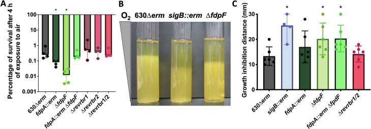 Graphs quantify Cd strain survival under aerobic conditions and their growth inhibition in response to oxygen with reduced survival of fdp mutants and increased oxygen sensitivity, with Cd strain growth in liquid cultures.