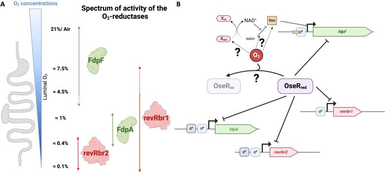 Illustrations feature the oxygen gradient within the gut, the activity spectrum of O2-reductases at those varying oxygen levels, and a regulatory network involving Rex and OseR controlling the expression of these enzymes.