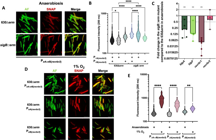 Graphs quantify fluorescence intensity of reporter in Cd strains under anaerobic and 1 percent O2 conditions, with increased fluorescence in a sigB mutant in anaerobiosis. Micrographs feature fluorescence intensity and bacterial cells in both conditions.