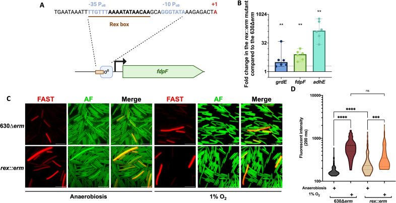 Graphs feature increased expression of grdE, fdpF, and adhE in rex erm mutant and increased fluorescence intensity in the rex erm mutant. Illustrations feature Rex box motif in fdpF promoter and increased fdpF promoter activity in this mutant.